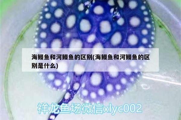 暹罗巨鲤的营养价值：暹罗巨鲤的营养价值是什么 其他宠物 第4张