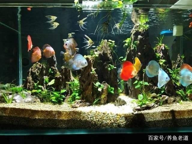 水族箱内植物配置建议：水族箱内的植物配置对水生生态系统的健康和美观有着重要作用 其他宠物 第4张