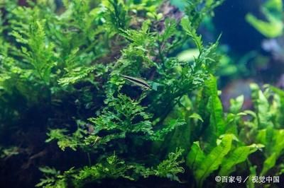 水族箱内植物配置建议：水族箱内的植物配置对水生生态系统的健康和美观有着重要作用 其他宠物 第5张