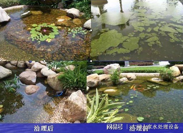 水生植物对水质的影响研究：水生植物在水环境管理中的应用 其他宠物 第6张