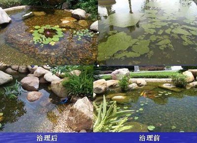 水生植物对水质的影响研究：水生植物在水环境管理中的应用 其他宠物 第5张