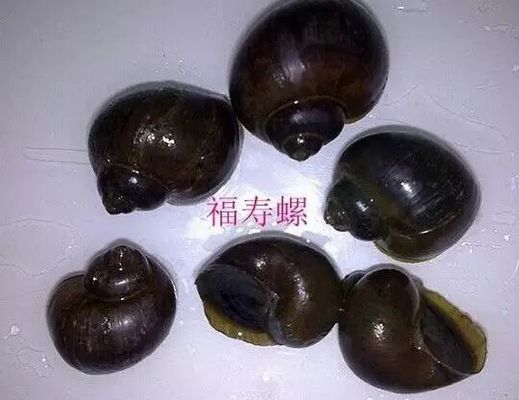 三间鼠鱼苗常见病害预防：三间鼠鱼白点病的预防和治疗 其他宠物 第2张