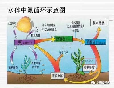 硝酸盐对鱼类影响研究：关于硝酸盐对鱼类的影响 其他宠物 第4张