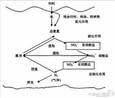 硝酸盐对鱼类影响研究：关于硝酸盐对鱼类的影响 其他宠物 第1张