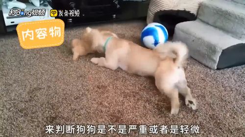 龙鱼鱼缸高度：关于龙鱼鱼缸高度的问题 水族问答 第2张