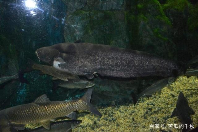 泰庞海鲢鱼繁殖水质要求：泰庞海鲢鱼的繁殖时的水质要求 其他宠物 第5张