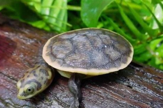 龙鱼鱼缸水发白：龙鱼鱼缸水发白怎么办？ 水族问答 第1张