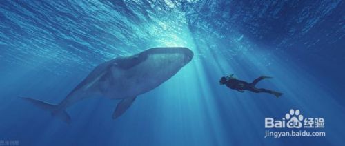 龙鱼怎么摆放招财鱼缸里：家庭风水中龙鱼的选择 水族问答 第1张