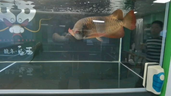 龙鱼怎么保护小鱼：如何保护龙鱼？ 水族问答 第1张