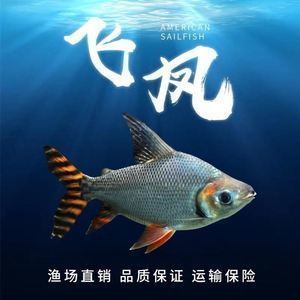 龙鱼怎么搭配养：龙鱼的搭配养法 水族问答 第1张