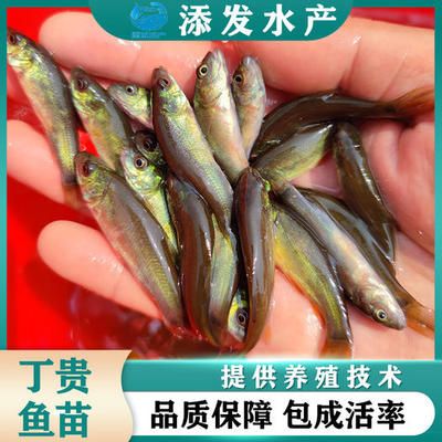 龙鱼怎么打灯：如何给龙鱼打灯 水族问答 第1张