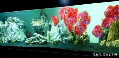 龙鱼怎么画的好看又简单：龙鱼的绘制技巧 水族问答 第1张