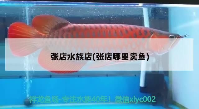 鄂州龙鱼水族店：湖北鄂州龙鱼水族馆 全国观赏鱼市场 第3张