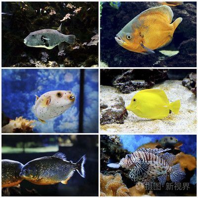 潮州龙鱼水族店：广东潮州龙鱼水族店 全国观赏鱼市场 第1张