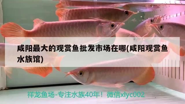 锦州龙鱼水族店：锦州著名水族店——“锦州龙鱼”