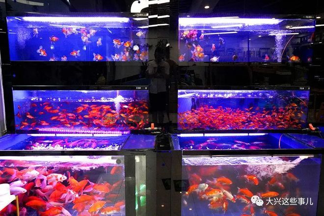 烟台龙鱼水族店：烟台龙鱼水族店介绍 全国观赏鱼市场 第1张