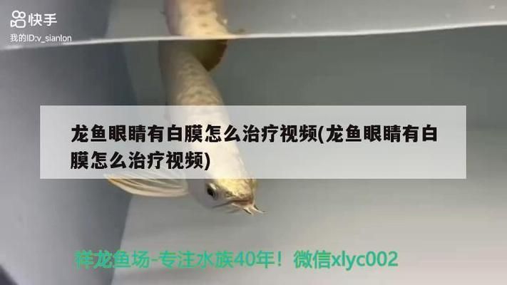 马鞍山龙鱼水族店：马鞍山的龙鱼水族店 全国观赏鱼市场 第1张