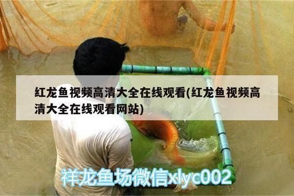 凉山彝族自治州龙鱼水族店：凉山彝族自治州水族馆龙鱼水族店特色服务分享 全国观赏鱼市场 第2张