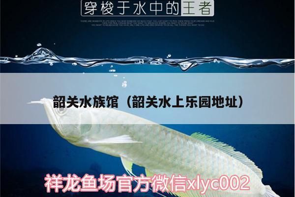 凉山彝族自治州龙鱼水族店：凉山彝族自治州水族馆龙鱼水族店特色服务分享 全国观赏鱼市场 第5张