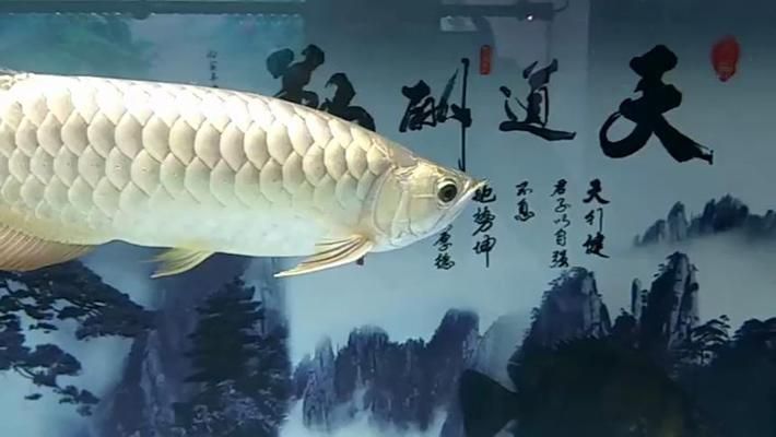 盘锦龙鱼水族店：盘锦龙鱼水族馆 全国观赏鱼市场 第5张