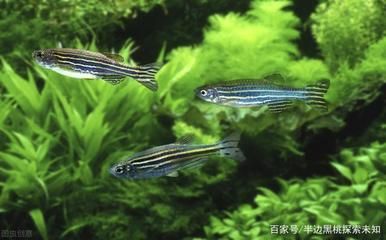 龙鱼怎么饲养：龙鱼饲养的水质要求是什么 水族问答 第1张