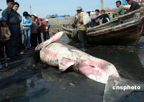 龙鱼怎么饲养的：如何科学地饲养龙鱼 水族问答 第2张