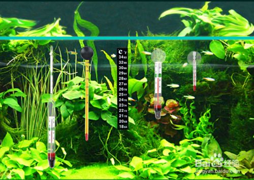 龙鱼怎么养最好看又好养活：龙鱼养护技巧 水族问答 第2张