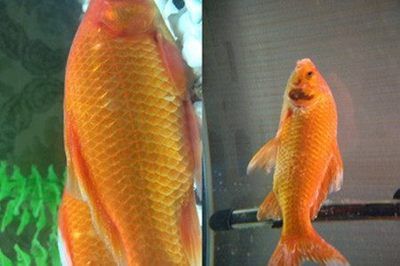 龙鱼增加食欲怎么办：如何提高龙鱼的食欲？ 水族问答 第1张