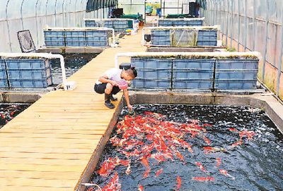 吉安观赏鱼市场：吉安观赏鱼市场价格，吉安观赏鱼养殖技术，吉安观赏鱼交易市场分布 全国观赏鱼市场 第5张