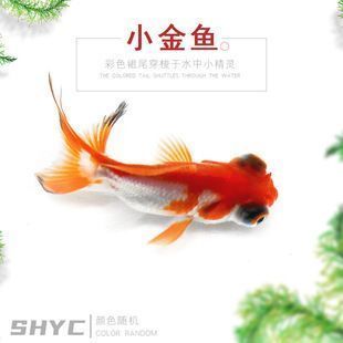 龙鱼增色灯多少开：关于龙鱼增色灯的问题 水族问答 第3张