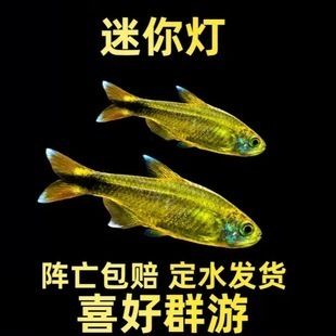 龙鱼增色灯多少开：关于龙鱼增色灯的问题 水族问答 第1张