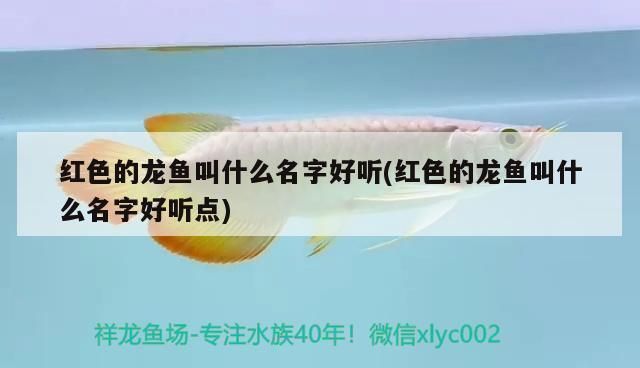 揭阳观赏鱼市场：揭阳观赏鱼市场价格介绍揭阳观赏鱼市场价格 全国观赏鱼市场 第2张