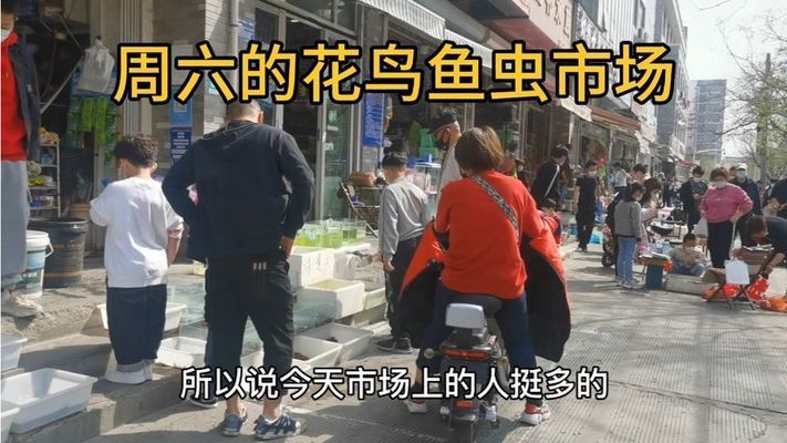 济宁观赏鱼市场：济宁观赏鱼市场价格 全国观赏鱼市场 第4张