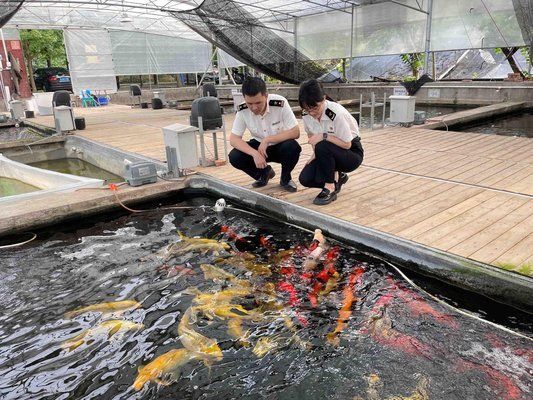 江门观赏鱼市场：江门一些观赏鱼市场的详情 全国观赏鱼市场 第2张