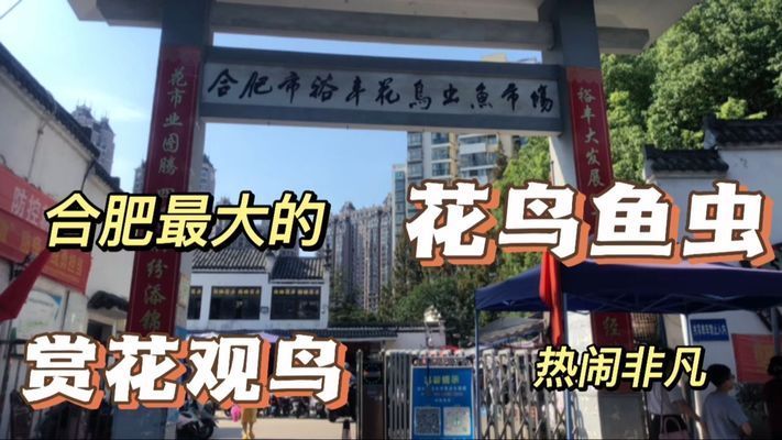 合肥观赏鱼市场：合肥观赏鱼批发市场地址 全国观赏鱼市场 第4张