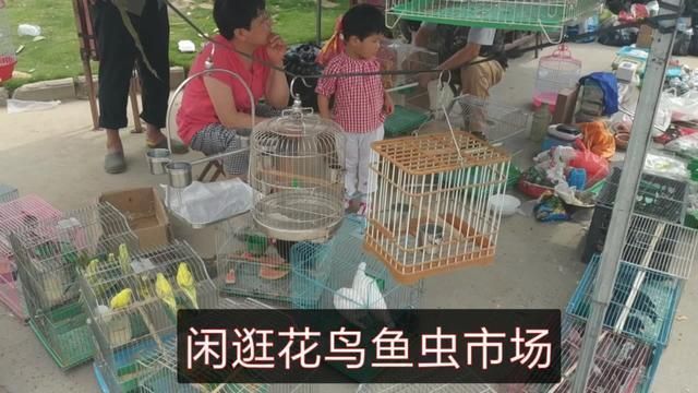 淮南观赏鱼市场：淮南的观赏鱼市场怎么样 全国观赏鱼市场 第4张