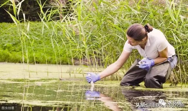 龙鱼长什么样照片：关于龙鱼的问题 水族问答 第2张