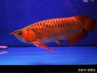 龙鱼只吃饲料怎么办：龙鱼只吃饲料不吃东西怎么办？ 水族问答 第2张