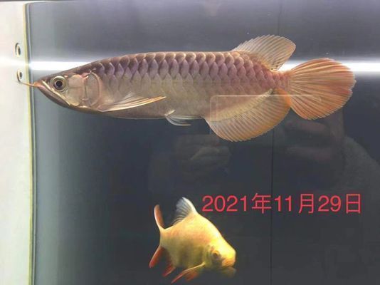 香港鱼缸批发市场：<strong><mark>香港水族批发市场</mark></strong>