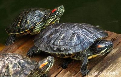 曼龙鱼雌雄分辨方法：关于曼龙鱼的性别鉴别 水族问答 第2张