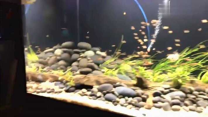 Pinterest高端鱼缸灵感搜索：pinterest高端鱼缸灵感搜索 水族杂谈 第2张