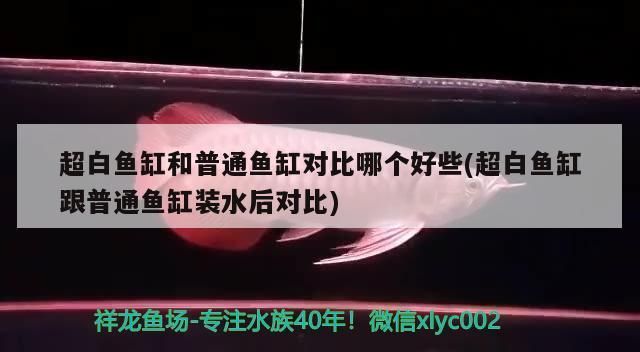 超白鱼缸与普通鱼缸的区别：超白鱼缸与普通鱼缸有什么区别？ 水族杂谈 第1张