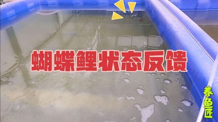 防止锦鲤受惊吓的方法：如何防止锦鲤受到惊吓 水族杂谈 第1张