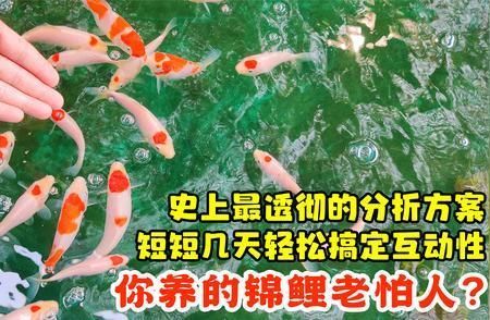 防止锦鲤受惊吓的方法：如何防止锦鲤受到惊吓 水族杂谈 第2张