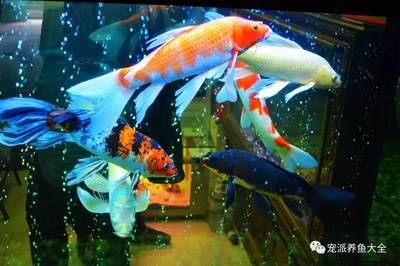 防止锦鲤受惊吓的方法：如何防止锦鲤受到惊吓 水族杂谈 第4张