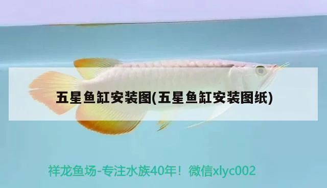 海霸鱼缸常见问题解答汇总：海霸鱼缸中常见的问题及其解决方法海霸鱼缸温度控制技巧 水族杂谈 第1张