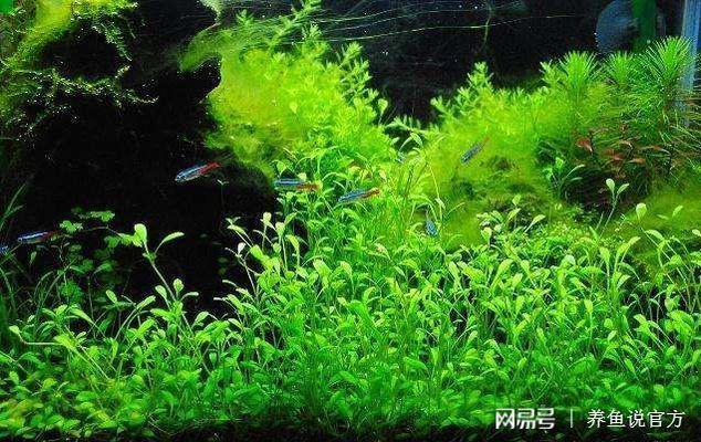 防止鱼缸长藻的有效方法：如何防止鱼缸长藻 水族杂谈 第4张