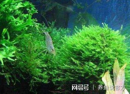 防止鱼缸长藻的有效方法：如何防止鱼缸长藻 水族杂谈 第3张