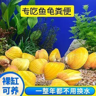 观赏螺类除藻效果对比：观赏螺类及其除藻效果对比分析：螺类对藻效果的影响 水族杂谈 第5张