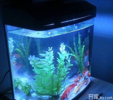 高端鱼缸搭配什么家具好看：现代简约风格鱼缸搭配建议 水族杂谈 第1张